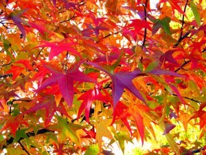 October_Autumn_Leaves