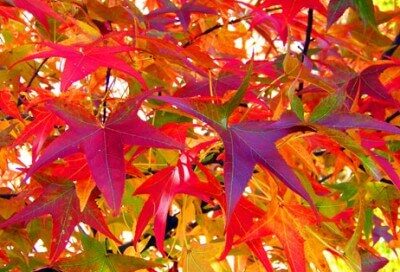 October Autumn Leaves